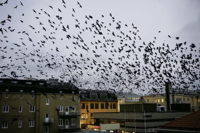 Tusentals kajor har mellanlandat i Mariehamn