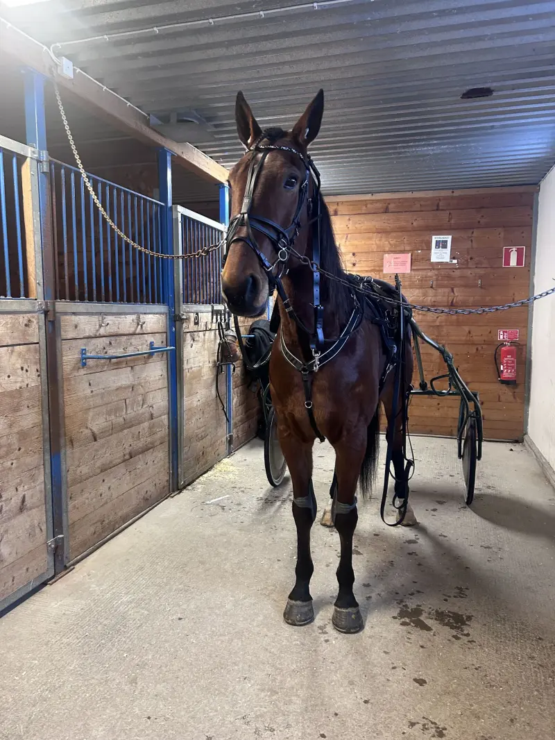 Galopp i debuten för Sparkling for Who