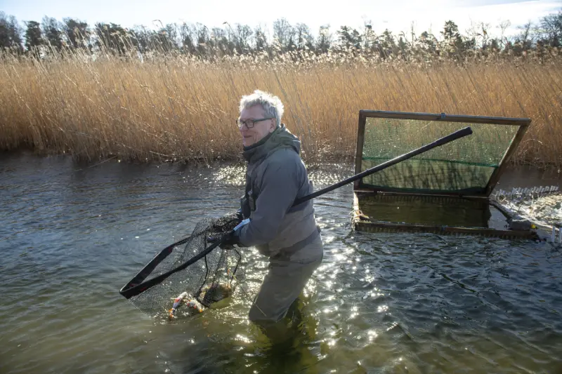 Fiskevård ger resultat – abborr-rekord i Torpfjärden