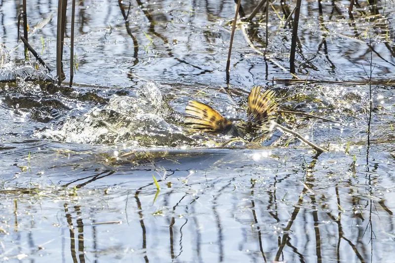 Gäddan trivs som fisken i vattnet i Nabbens våtmark
