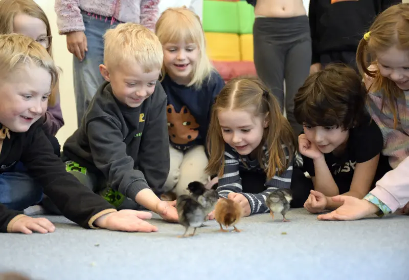 Sju små kycklingar på Gräshoppan