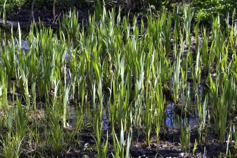Frivilligt naturskydd nu, eller tvång sedan