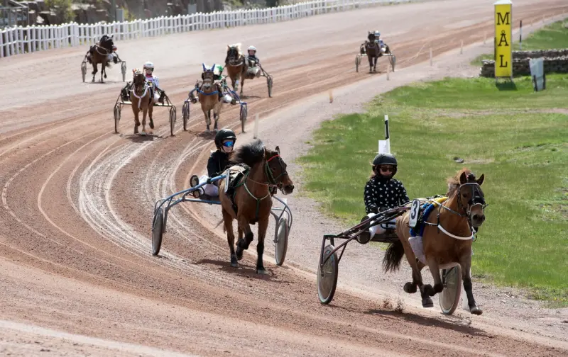 Två hemmasegrar i ponnytrav